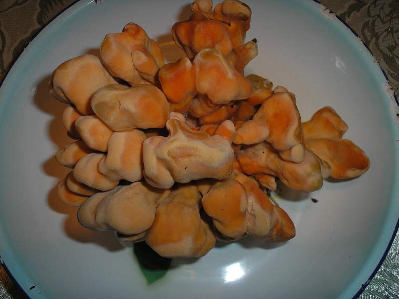 dalle mie parti lo chiamano NASCA (Laetiporus sulphureus)